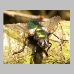 Gymnochaeta viridis - Raupenfliege 05.jpg